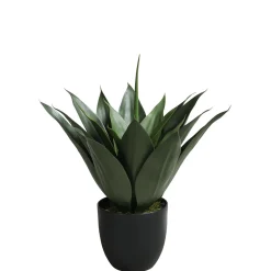 Agave en pot 51 cm