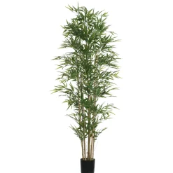 Bambou en pot 210 cm