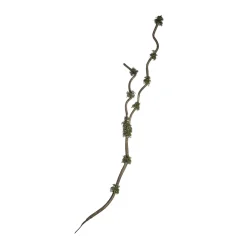 Branche Avec Mousse