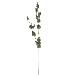 Branche Avec Mousse