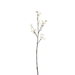 Branche de Baies