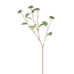 Branche de Baies avec feuilles