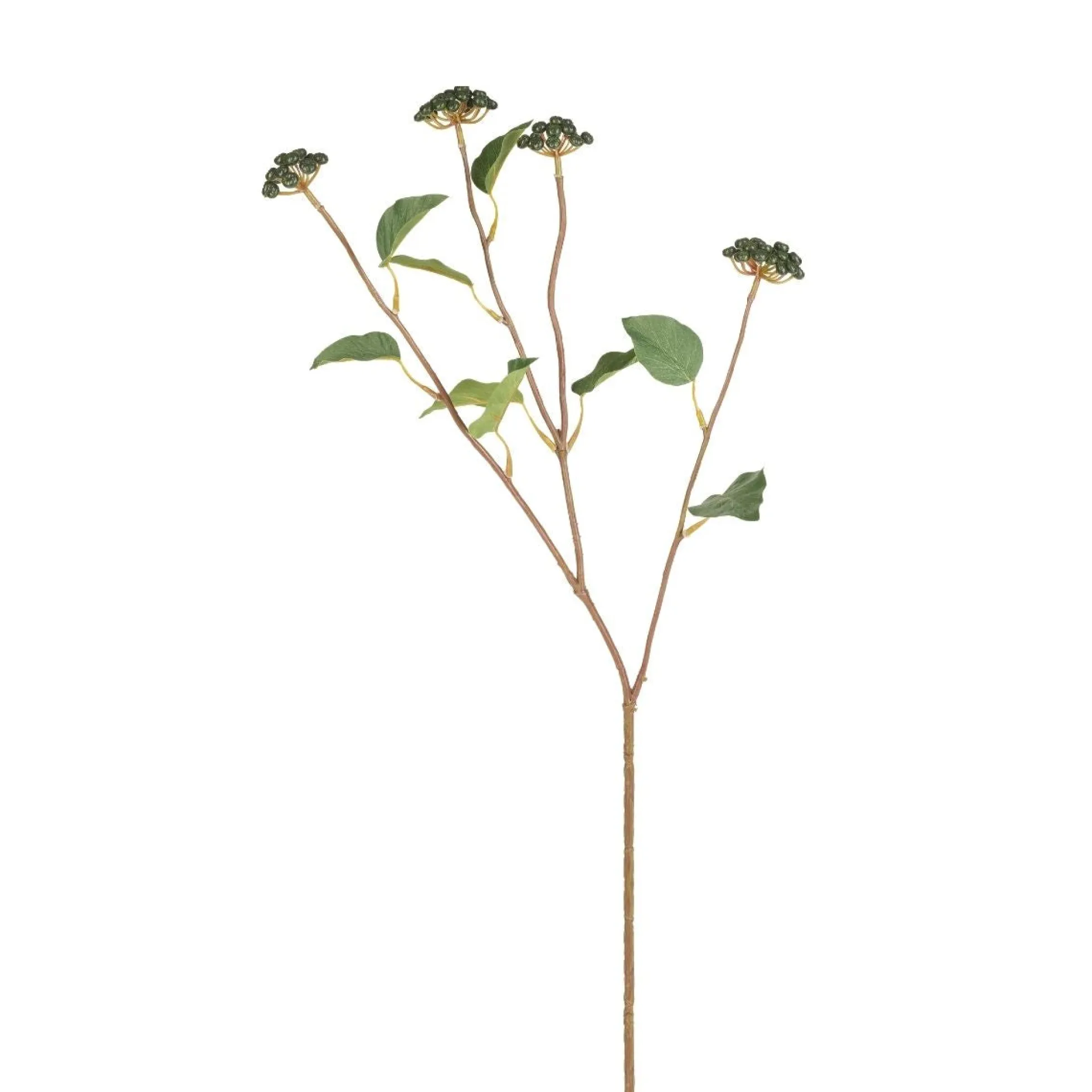 Branche de Baies avec feuilles