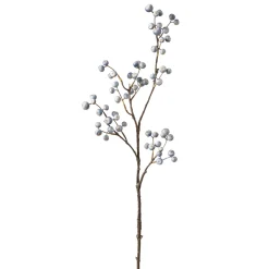 Branche de Baies bleutées