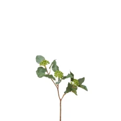 Branche de Baies de Lierre