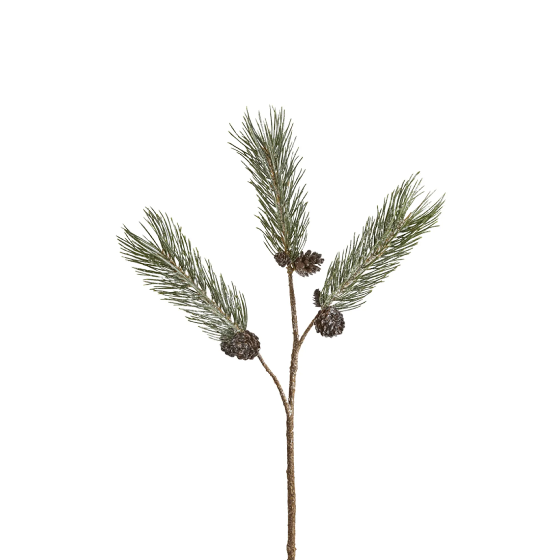 Branche de Pin enneigée