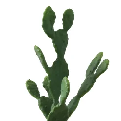 Cactus en Pot 78 cm