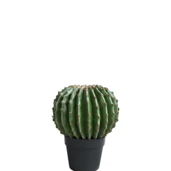 Cactus rond en pot 31 cm