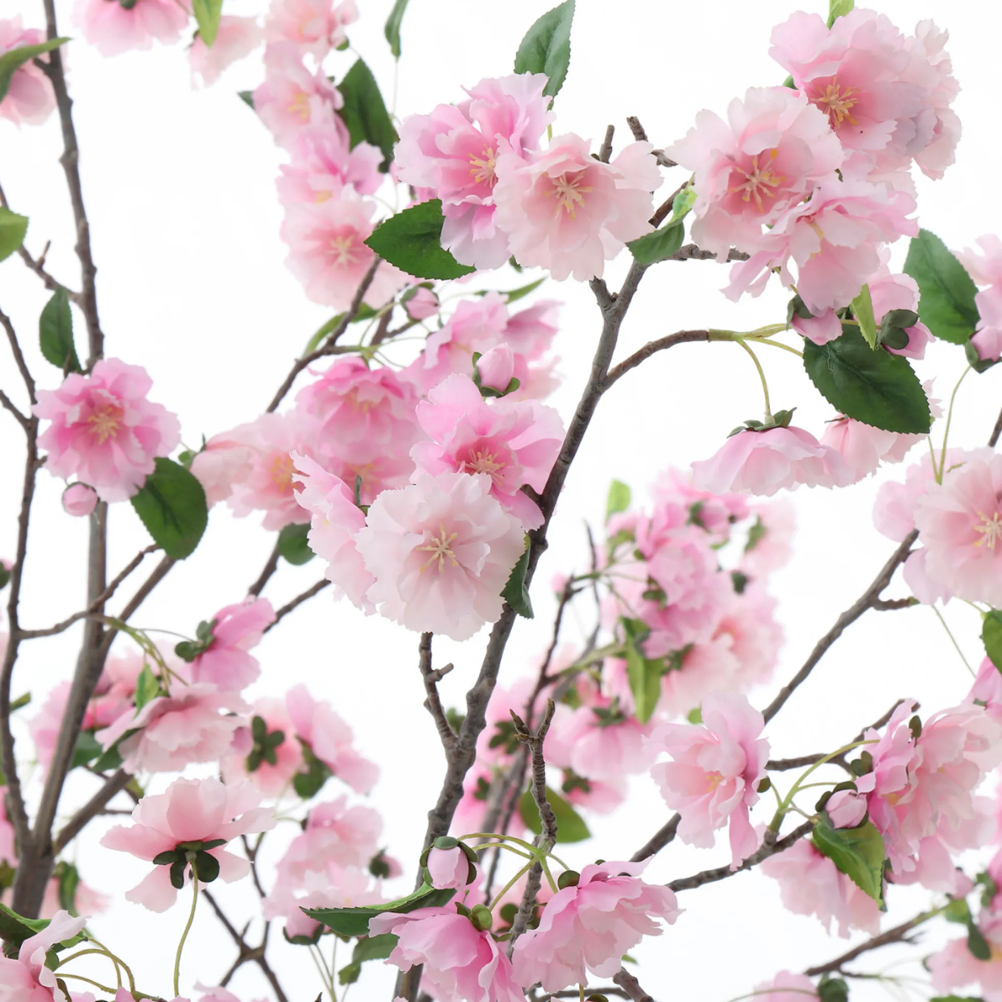 Cerisier en fleurs en pot 245 cm