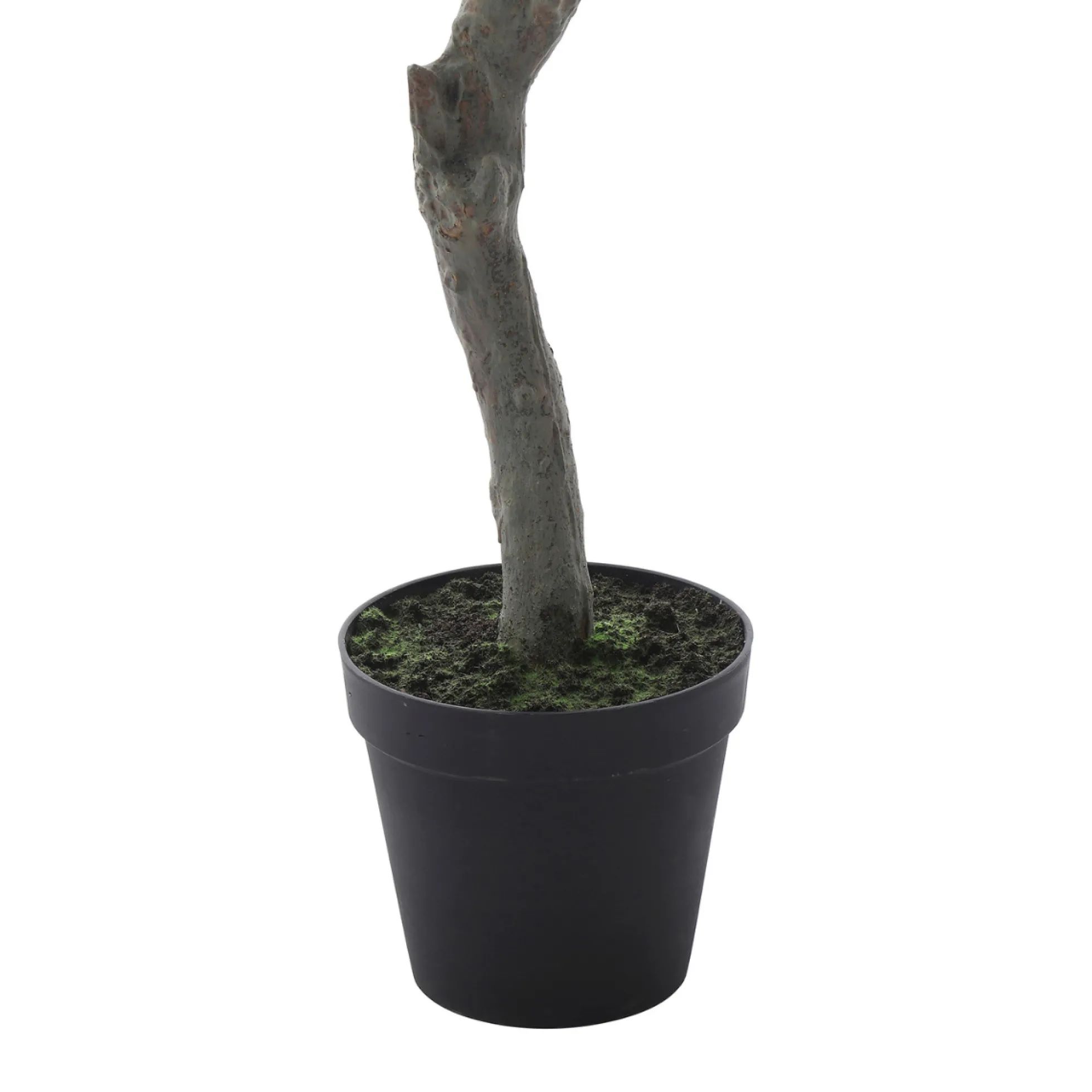 Cerisier en fleurs en pot 245 cm