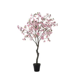 Cerisier en fleurs en pot 210cm