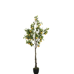 Citronnier en pot 160 cm