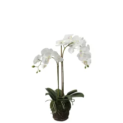 Composition d'Orchidée en terre Petit format