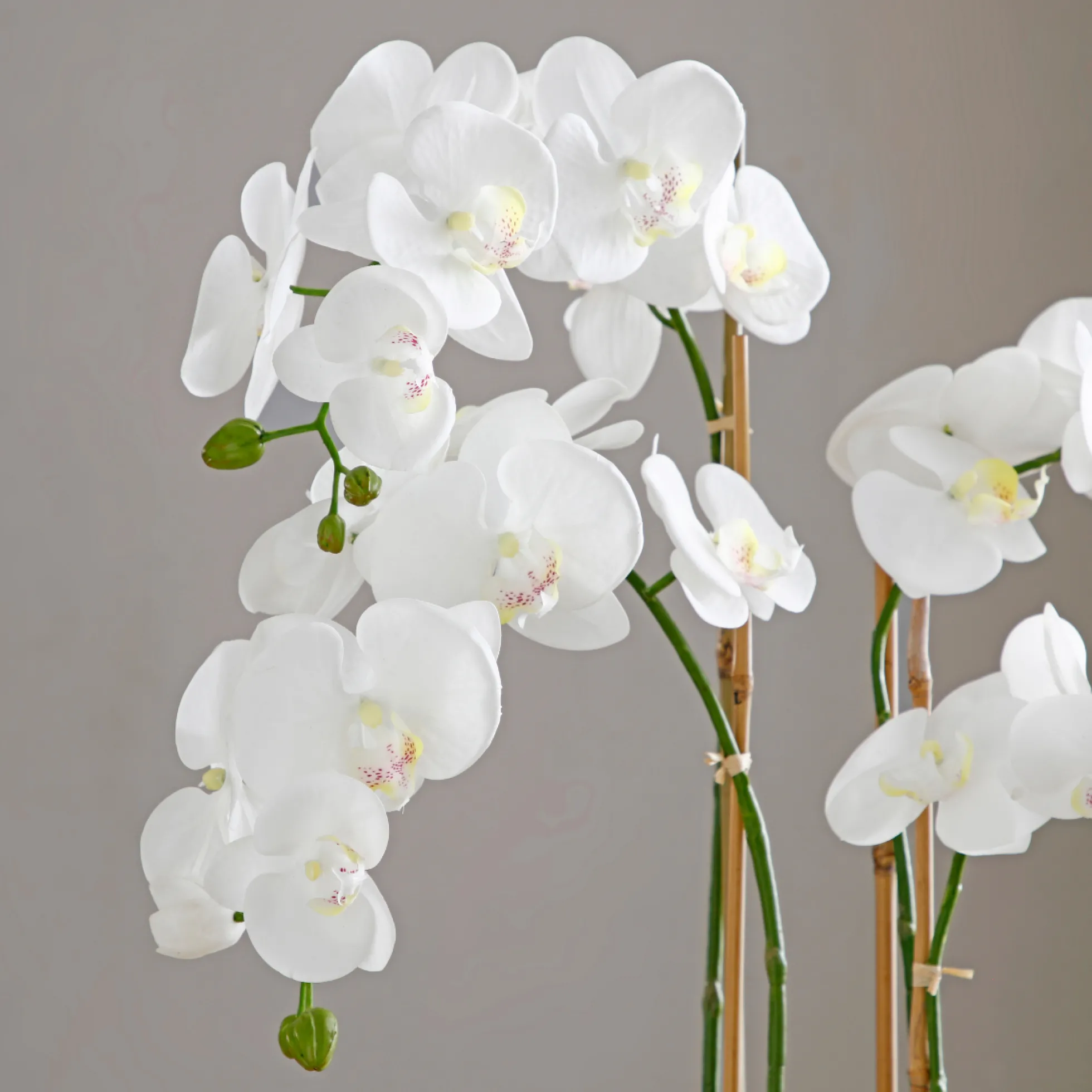 Composition d'Orchidée Vase Doré 79cm