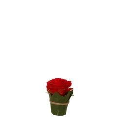 Composition Rose entourée de feuilles