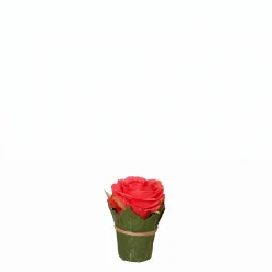Composition Rose entourée de feuilles