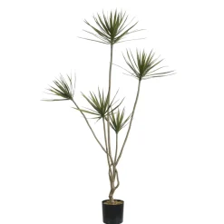 Cordyline en pot 180 cm