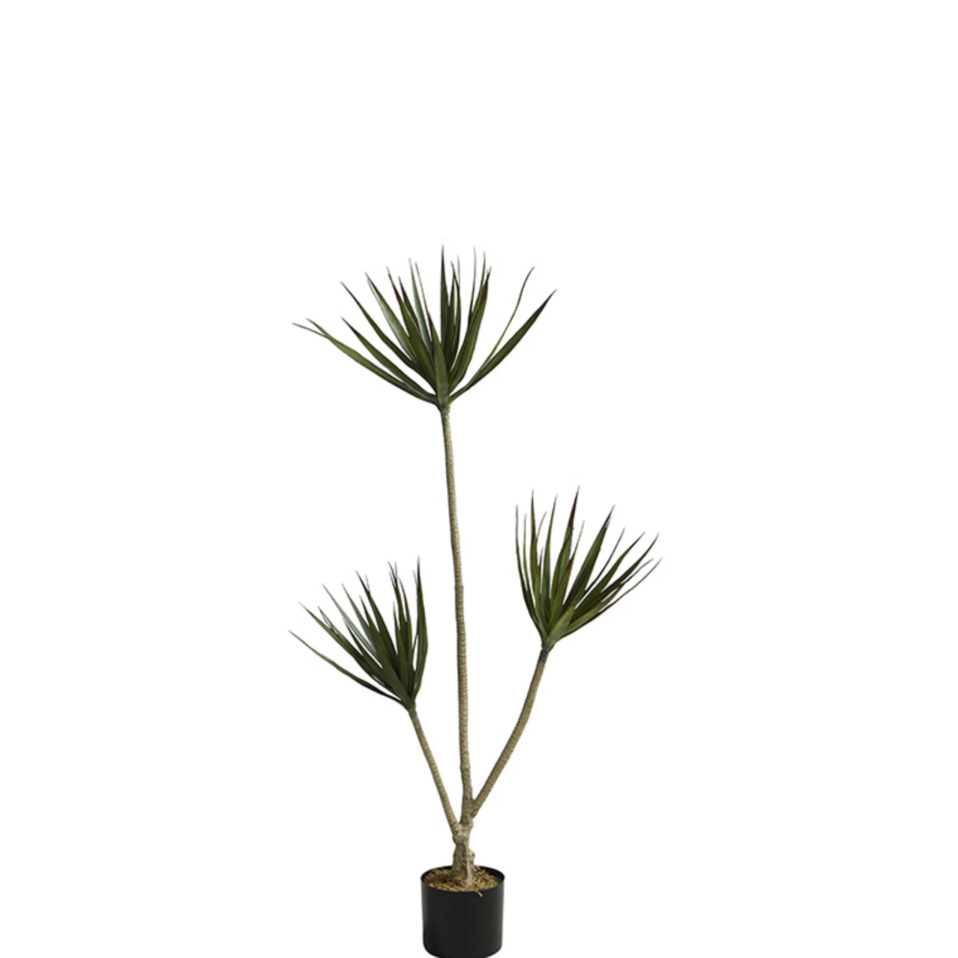 Cordyline en pot 120 cm