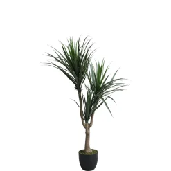 Dracaena en pot 119 cm