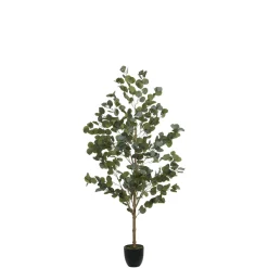 Eucalyptus en pot 150 cm