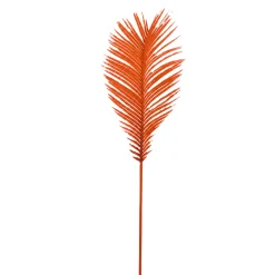 Feuillage de Cycas
