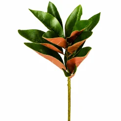Feuillage de Magnolia Grandiflora