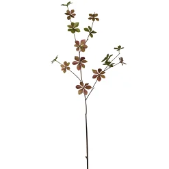 Feuillage d'Enkianthus
