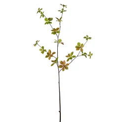 Feuillage d'Enkianthus