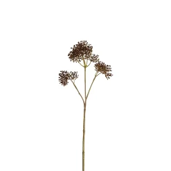 Feuillage de Skimmia