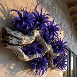 Feuillage de Tillandsia à piquer