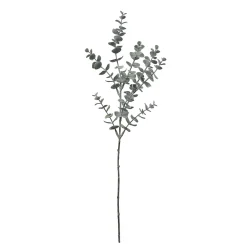 Feuillage d'Eucalyptus