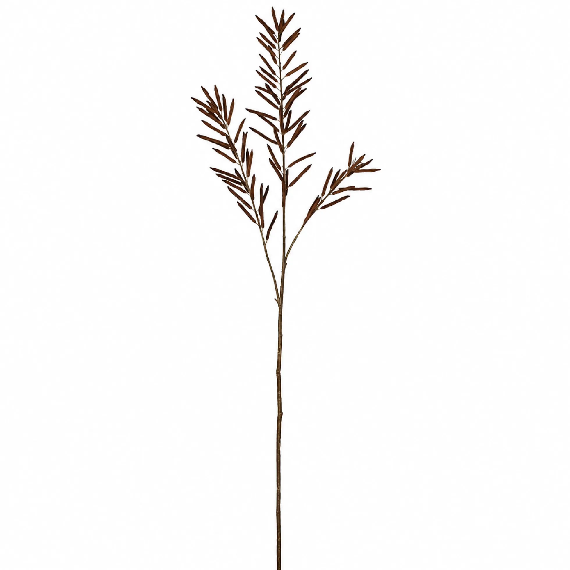 Feuillage d'Haricots 114 cm