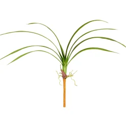 Feuillage d'Orchidée Cymbidium à piquer