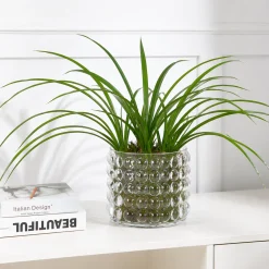 Feuillage d'Orchidée Cymbidium à piquer