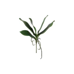Feuillage d'Orchidée Phalae à piquer