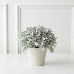 Feuillage Dusty Miller