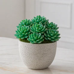 Feuillage Echeveria à piquer