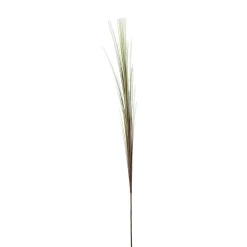 Feuillage Herbes tombantes