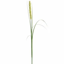 Feuillage Onion grass