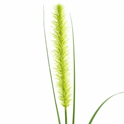 Feuillage Onion grass