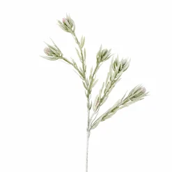 Feuillage Protea tombant