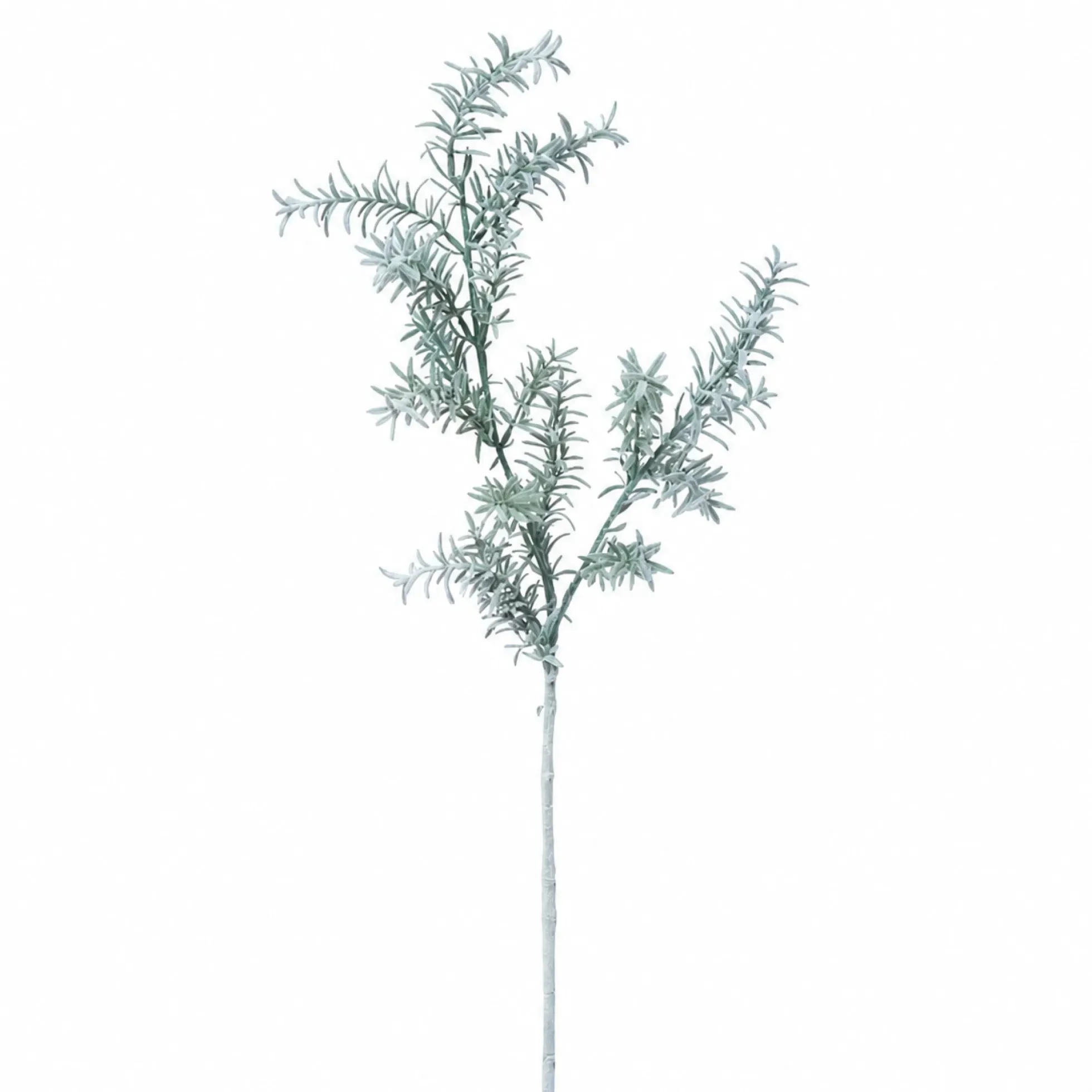 Feuillage Sedum blanchi 76 cm