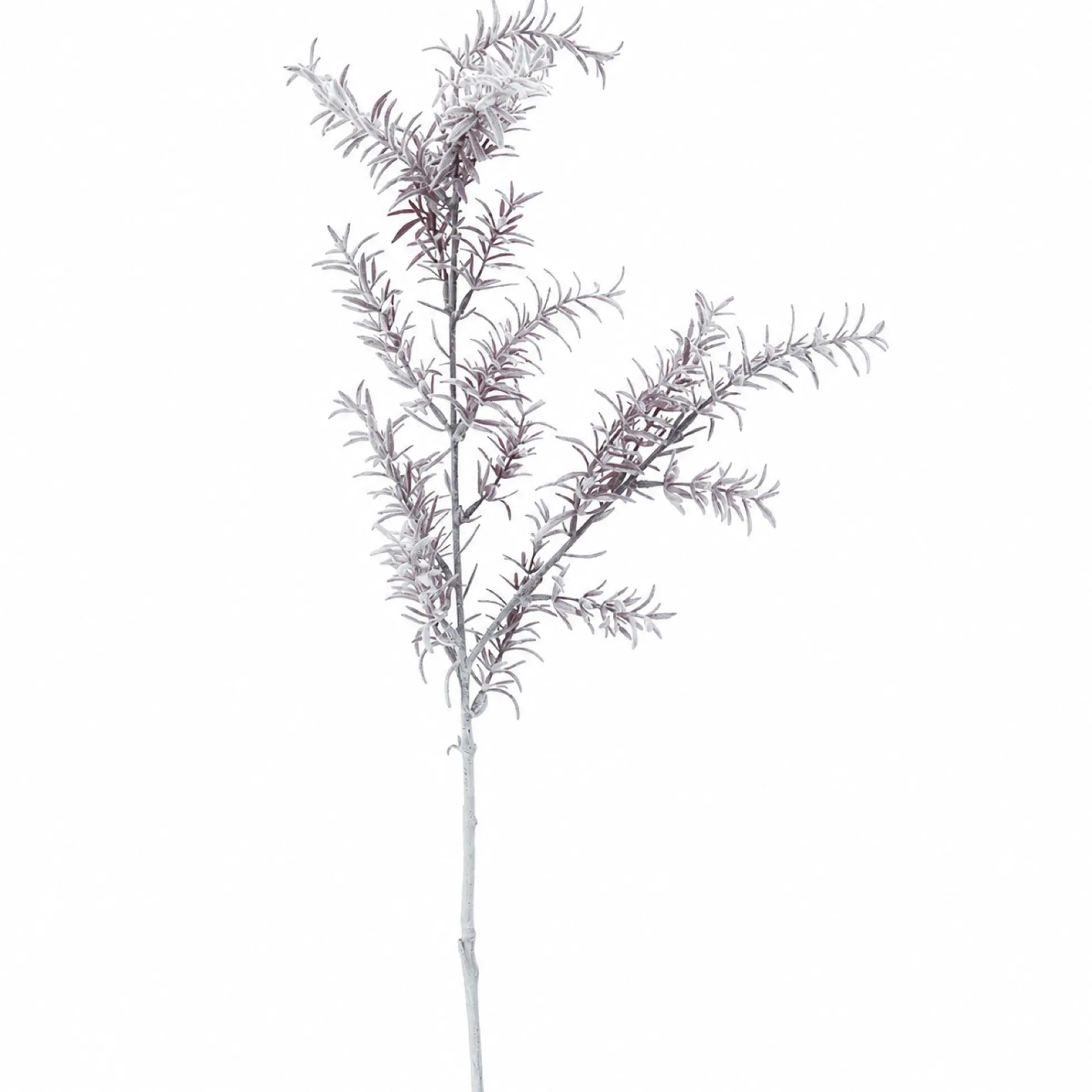 Feuillage Sedum blanchi 76 cm