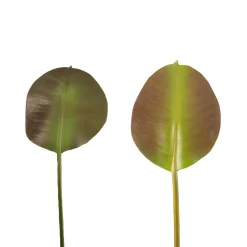 Feuilles de Ficus