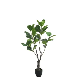 Ficus en pot 150 cm