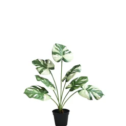 Monstera en pot 57 cm