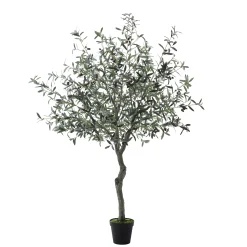 Olivier en pot 210 cm