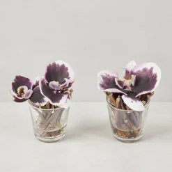 Orchidées Artificielles en Illusion d'Eau Sissi