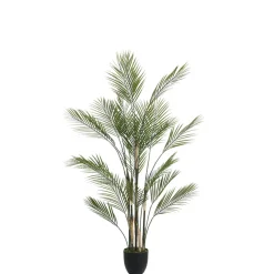 Palmier Kwai en pot 150 cm