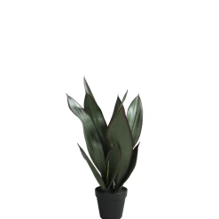 Sansevieria en pot 49 cm